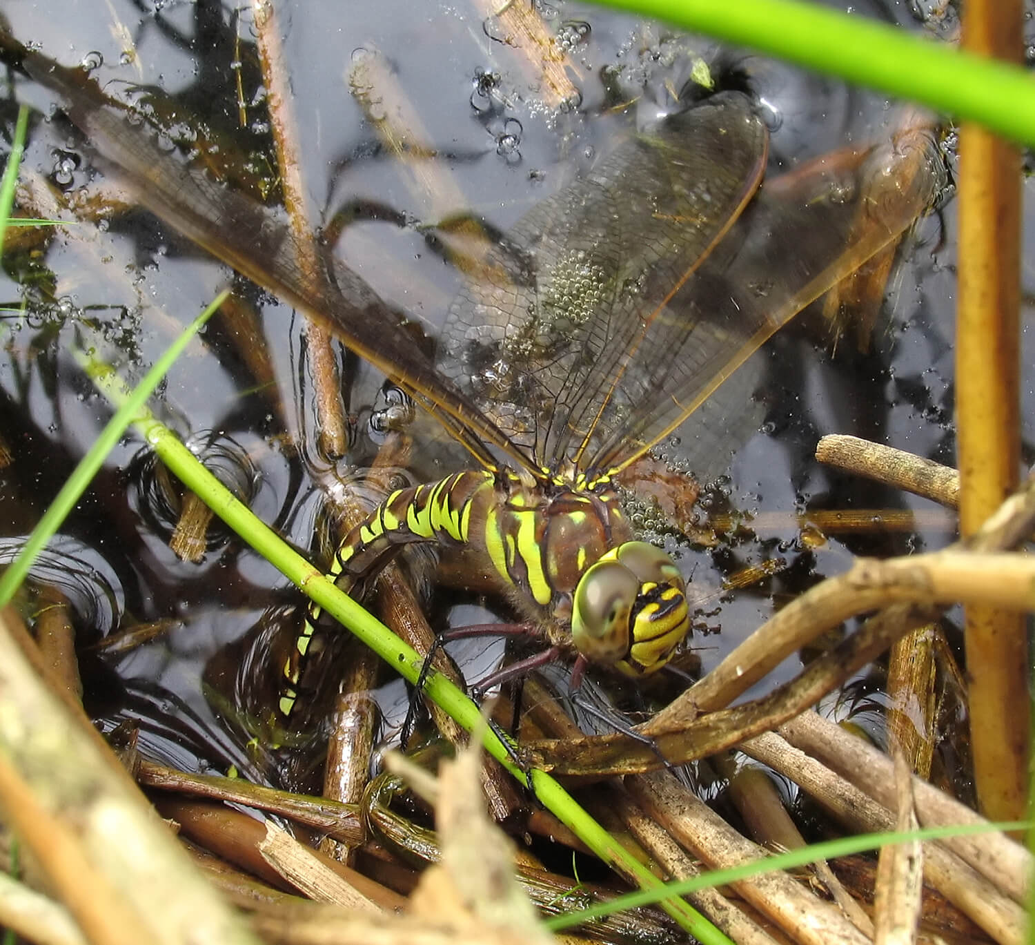 Female Aeshna juncea by David Kitching